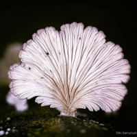 Schizophyllum